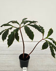 Amorphophallus atroviridis Voodoo Lilly - SALE