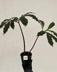 Amorphophallus atroviridis Voodoo Lilly - SALE