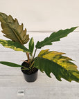 Philodendron serratum Caramel Marble