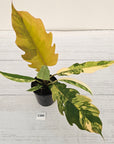 Philodendron serratum Caramel Marble