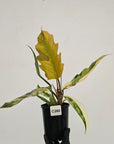 Philodendron serratum Caramel Marble