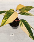 Philodendron erubescens Strawberry Shake