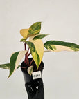 Philodendron erubescens Strawberry Shake