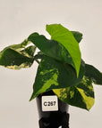 Syngonium podophyllum Gold