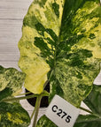 Alocasia odora 'Batik' Variegata Tri Colour