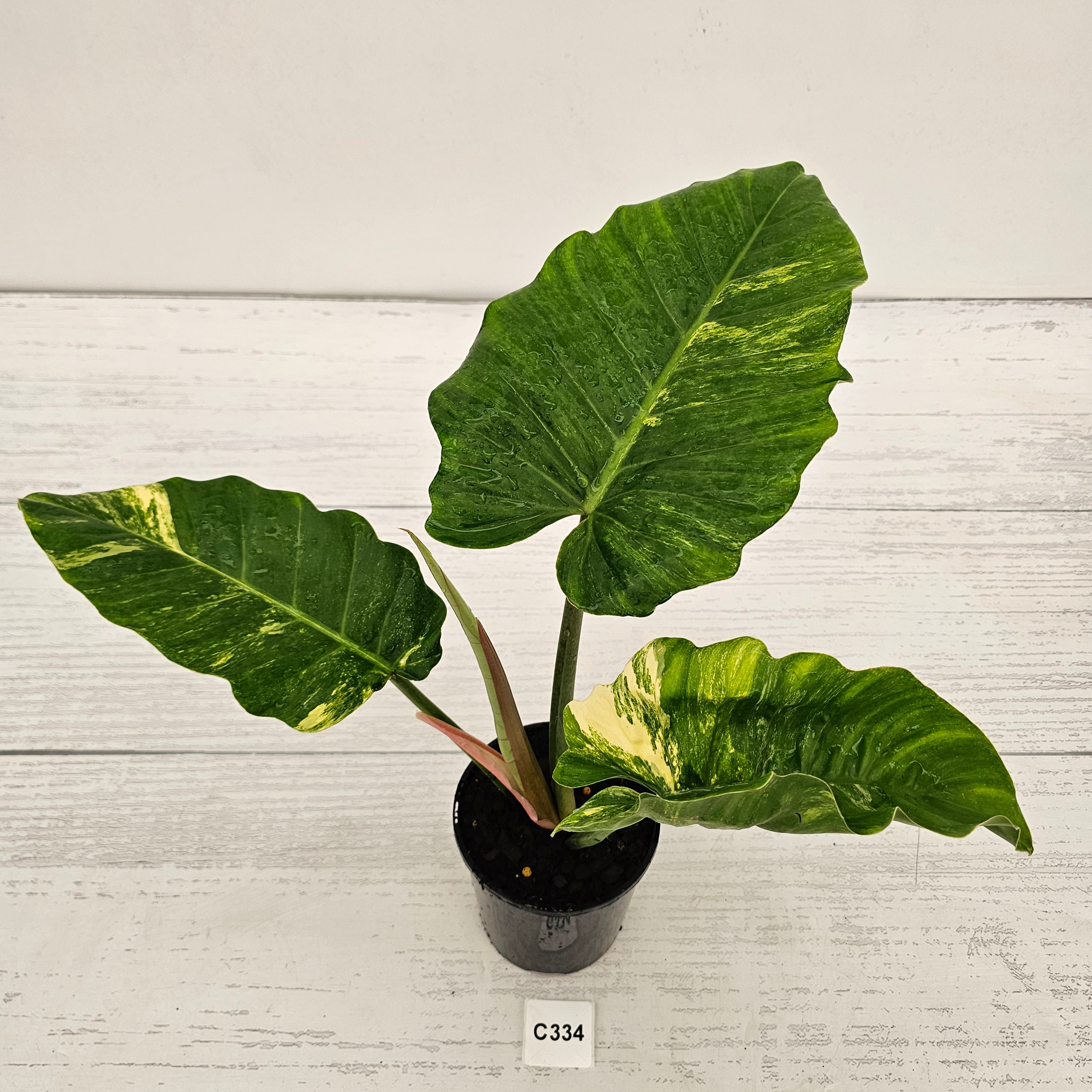 philodendron fever dreams Philodendron pinnatifidum 'Jungle Fever Egg Yolk