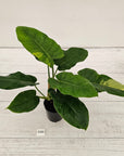 Philodendron pinnatifidum 'Jungle Fever Egg Yolk"