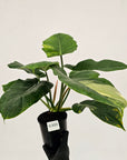 Philodendron pinnatifidum 'Jungle Fever Egg Yolk"