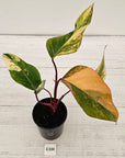 Philodendron erubescens Strawberry Shake