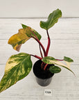 Philodendron erubescens Strawberry Shake