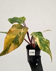 Philodendron erubescens Strawberry Shake