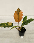 Philodendron serratum Caramel Marble