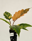 Philodendron serratum Caramel Marble