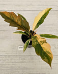Philodendron serratum Caramel Marble