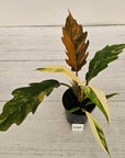 Philodendron serratum Caramel Marble