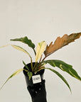 Philodendron serratum Caramel Marble
