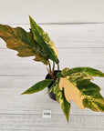 Philodendron serratum Caramel Marble