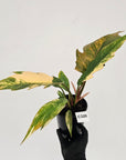 Philodendron serratum Caramel Marble