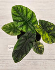 Alocasia sinuata Variegata