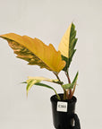 Philodendron serratum Caramel Marble