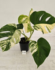 Monstera borsigiana 'Albo'