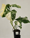 Monstera borsigiana 'Albo'