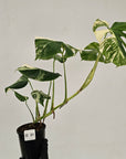 Monstera borsigiana 'Albo'