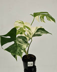 Monstera borsigiana 'Albo'