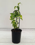 Epipremnum Pinnatum 'fire flame'