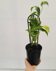 Epipremnum Pinnatum 'fire flame'