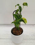 Epipremnum Pinnatum 'fire flame'
