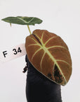 Alocasia reginula 'Black Velvet variegata'- Bare Bottom Baby