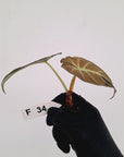 Alocasia reginula 'Black Velvet variegata'- Bare Bottom Baby