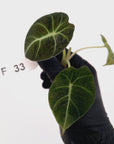 Alocasia reginula 'Black Velvet variegata'- Bare Bottom Baby