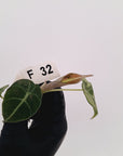 Alocasia reginula 'Black Velvet variegata'- Bare Bottom Baby