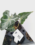 Alocasia ‘Loco’- Bare Bottom Baby