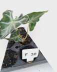 Alocasia ‘Loco’- Bare Bottom Baby