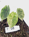 Alocasia baginda ‘Dragon Scale Mint’ - Bare Bottom Baby- SALE