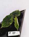 Alocasia baginda ‘Dragon Scale Mint’ - Bare Bottom Baby- SALE