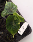 Alocasia baginda ‘Dragon Scale Mint’ - Bare Bottom Baby- SALE