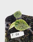 Alocasia baginda ‘Dragon Scale Mint’ - Bare Bottom Baby- SALE