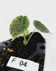 Alocasia baginda ‘Dragon Scale Mint’ - Bare Bottom Baby- SALE