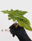 Alocasia portei Malaysian Monster Variegata - Bare Bottom Baby - SALE