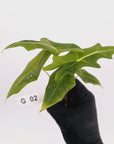 Alocasia portei Malaysian Monster Variegata - Bare Bottom Baby - SALE