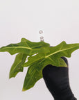 Alocasia portei Malaysian Monster Variegata - Bare Bottom Baby - SALE