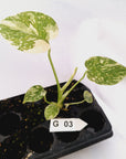 Monstera Deliciosa 'Cream Cheese' - Bare Bottom Baby - sale