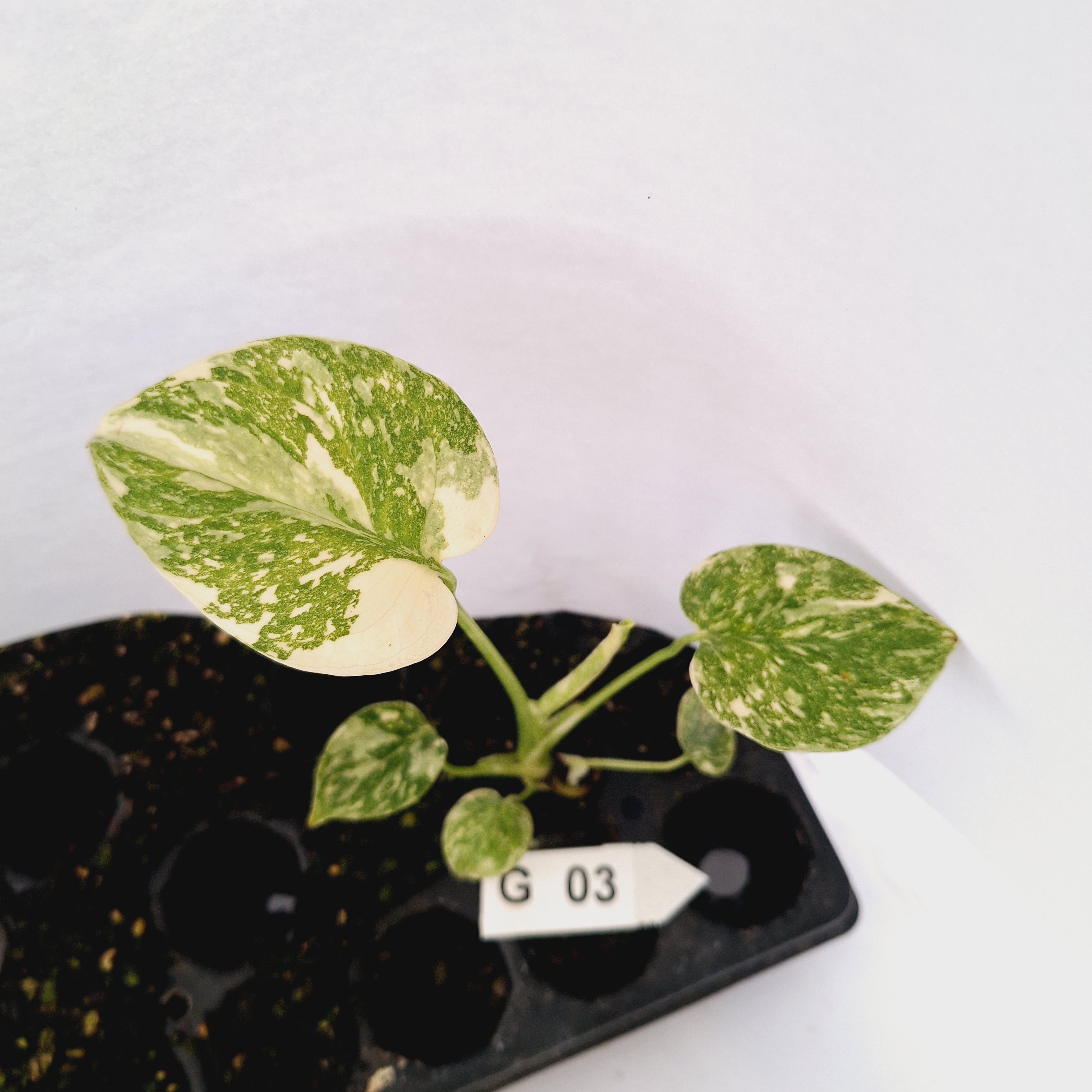 Monstera Deliciosa 'Cream Cheese' - Bare Bottom Baby