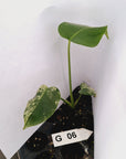 Monstera Deliciosa 'White Monster' - Bare Bottom Baby - SALE