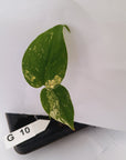 Monstera Deliciosa 'White Monster' - Bare Bottom Baby - SALE