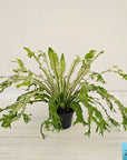 Fern Asplenium nidus Variegata